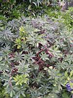 Badianier - Illicium anisatum (00) (Photo F. Mrugala)